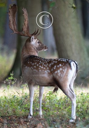 Fallowm Deer  Buck 3 DM0122